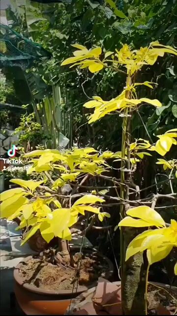 Mai lá ngọc cành vàng Vàng đậm Đà Nẵng. Mua bán Cây cảnh, đồ trang trí tại Quận Sơn Trà Đà Nẵng được đăng bởi phan lữ hình 1