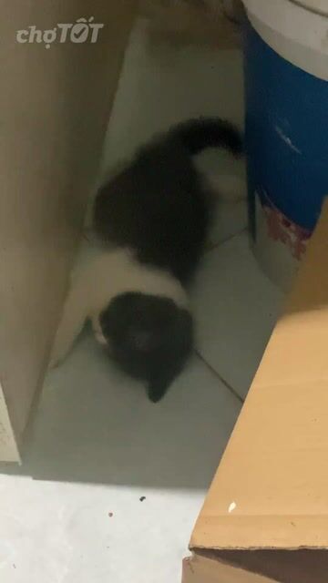Mèo con Cái Trắng xám 2 tháng. Mua bán Mèo tại Quận Tây Hồ Hà Nội được đăng bởi Ngốc Cuni hình 1
