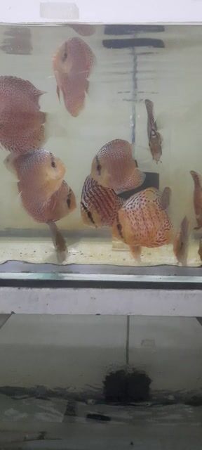 Cá dĩa Bông full toàn thân 6-8. Mua bán Thú cưng khác tại Quận 12 Tp Hồ Chí Minh được đăng bởi Cá cảnh nhật tân hình 1