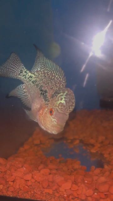 Cá La Hán KML mix. Mua bán Thú cưng khác tại Quận 8 Tp Hồ Chí Minh được đăng bởi KIM BAO AQUARIUM hình 1