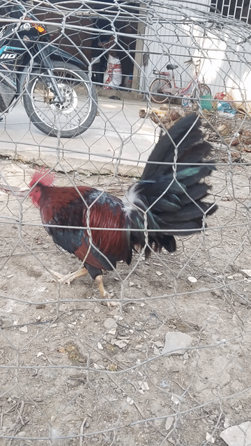 Gà Mỹ trống 2.7kg Đỏ đen. Mua bán Gà tại Huyện Càng Long Trà Vinh được đăng bởi Nguyễn Tâm hình 1