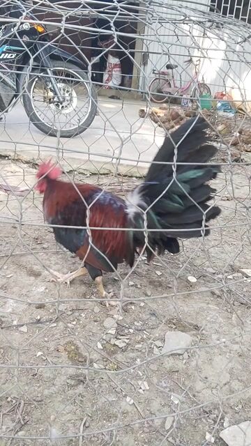 Gà Mỹ trống 2.7kg Đỏ đen. Mua bán Gà tại Huyện Càng Long Trà Vinh được đăng bởi Nguyễn Tâm hình 1