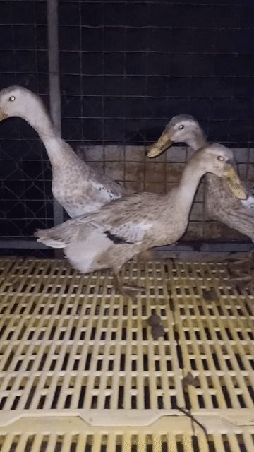 Vit Cỏ . Vit Siêu đẻ trứng. Mua bán Thú cưng khác tại Thành phố Thuận An Bình Dương được đăng bởi Thanh hình 1