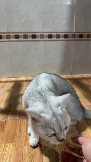 Cần gã bé mèo Anh cái , khoẻ mạnh.