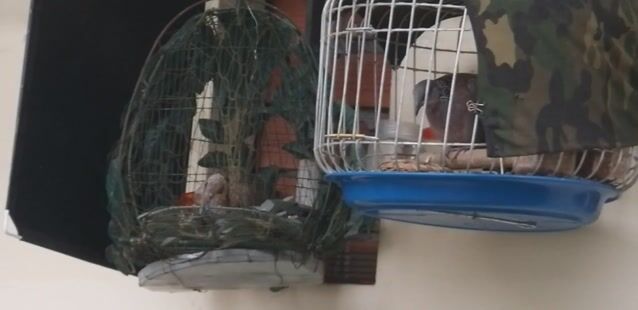 Chim Cu gáy mồi. Mua bán Chim tại Quận Phú Nhuận Tp Hồ Chí Minh được đăng bởi Tín  hình 1