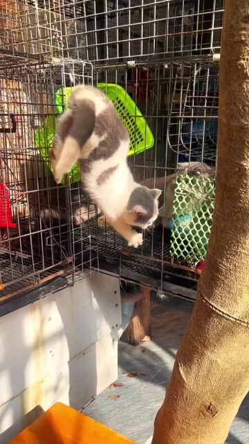 Mèo Munchkin cái 5 tháng. Mua bán Mèo tại Thành phố Huế Thừa Thiên Huế được đăng bởi Binh điện tử Huế hình 1