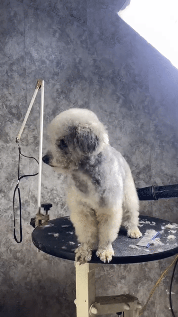 Chó Poodle xám đực 1 tuổi đã tiêm. Mua bán Chó tại Huyện Hòa Vang Đà Nẵng được đăng bởi Minh Dương hình 1