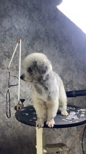 Chó Poodle xám đực 1 tuổi đã tiêm. Mua bán Chó tại Huyện Hòa Vang Đà Nẵng được đăng bởi Minh Dương hình 1