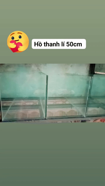 Bể cá cảnh Kính 50x27x30cm. Mua bán Phụ kiện, Thức ăn, Dịch vụ tại Quận Liên Chiểu Đà Nẵng được đăng bởi Trương Ngân Hà hình 1
