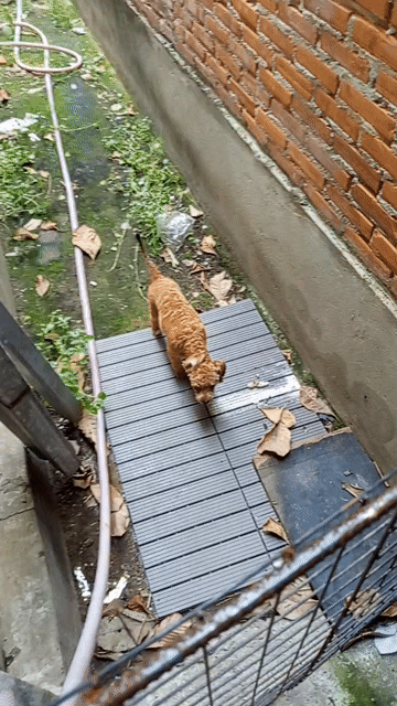 poodle cái còn đuôi. Mua bán Chó tại Huyện Bàu Bàng Bình Dương được đăng bởi Như Quỳnh hình 1