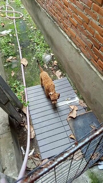 poodle cái còn đuôi. Mua bán Chó tại Huyện Bàu Bàng Bình Dương được đăng bởi Như Quỳnh hình 1