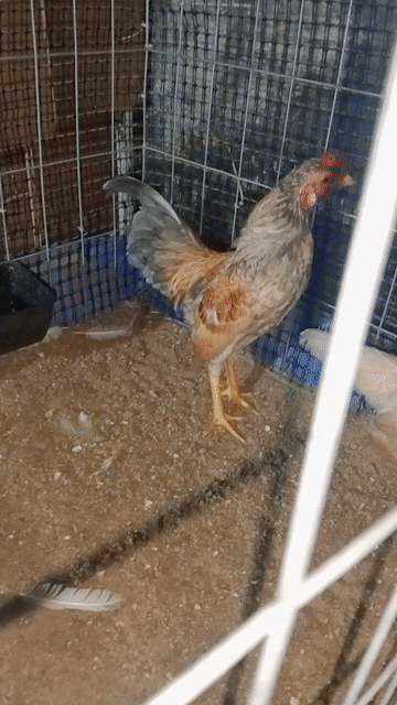 Gà tre Xám 7 tháng Cả hai. Mua bán Gà tại Thành phố Thủ Đức Tp Hồ Chí Minh được đăng bởi Nguyễn Thị Ngọc giàu  hình 1