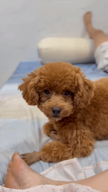 Chó Poodle Cái màu Nâu. Mua bán Chó tại Huyện Cần Đước Long An được đăng bởi Mai Thanh - Đội Qlý Điện Cần Đước hình 1
