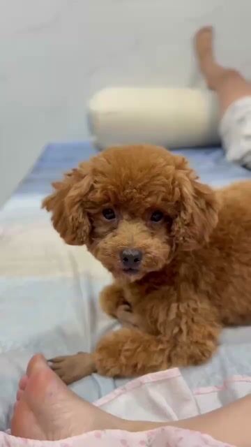 Chó Poodle Cái màu Nâu. Mua bán Chó tại Huyện Cần Đước Long An được đăng bởi Mai Thanh - Đội Qlý Điện Cần Đước hình 1
