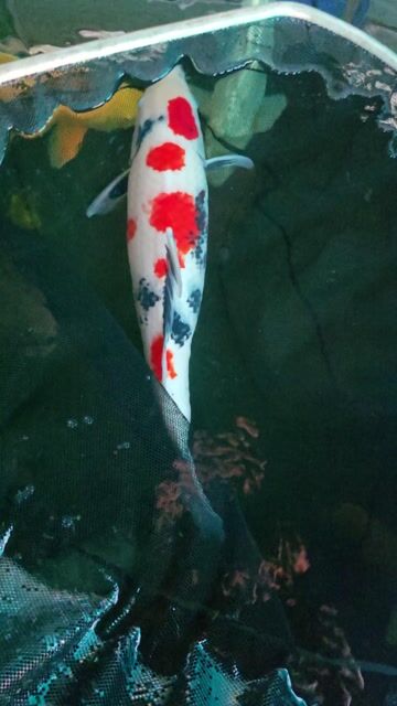Cá Koi Kindai Showa Nhật Bản 52cm. Mua bán Thú cưng khác tại Quận 12 Tp Hồ Chí Minh được đăng bởi Gin Koi Farm hình 1