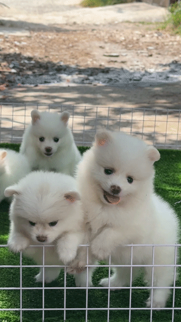 Chó Phốc Sóc cái trắng lông xù đã tiêm. Mua bán Chó tại Huyện Bình Chánh Tp Hồ Chí Minh được đăng bởi Ken péthop hình 1