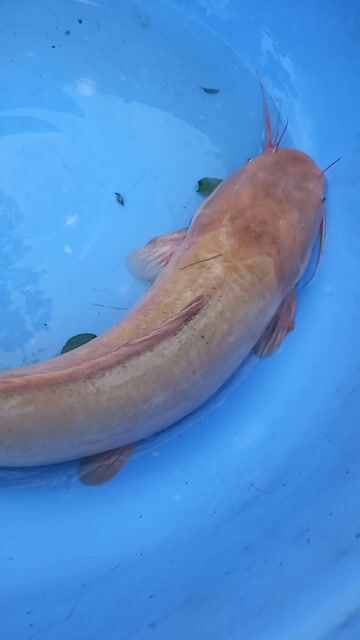 Cá trê hồng 3kg5. Mua bán Thú cưng khác tại Huyện Châu Thành Đồng Tháp được đăng bởi Cuc Pin hình 1