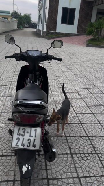 Si bs43 giấy tờ đầy đủ ( chính chủ) cực kỳ đẹp. Mua bán Xe máy tại Quận Liên Chiểu Đà Nẵng được đăng bởi Lê Sang hình 1