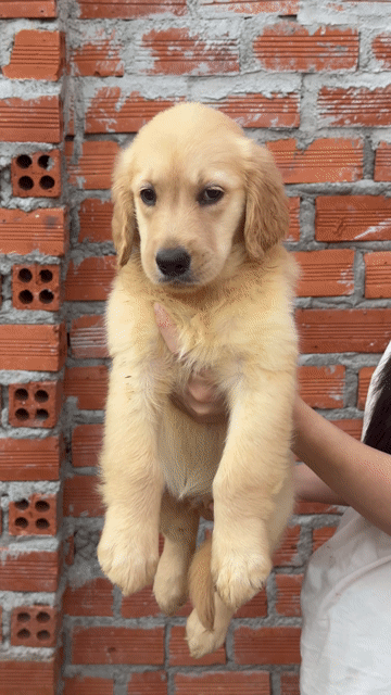 Chó Golden Retriever. Mua bán Chó tại Thành phố Buôn Ma Thuột Đắk Lắk được đăng bởi Hưng Đậu Văn hình 1