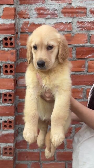 Chó Golden Retriever. Mua bán Chó tại Thành phố Buôn Ma Thuột Đắk Lắk được đăng bởi Hưng Đậu Văn hình 1