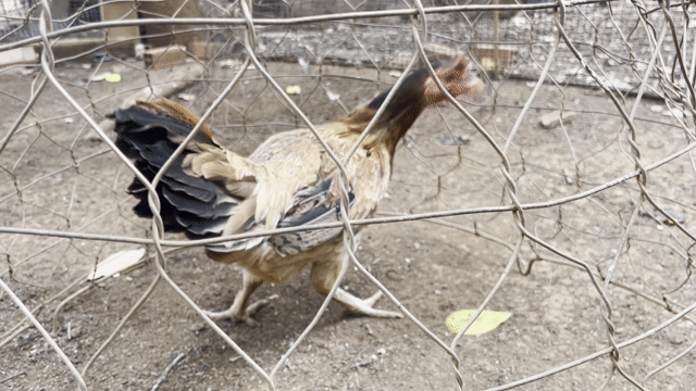 Gà mái Vàng Xanh 2.5kg Đang đẻ. Mua bán Gà tại Huyện Cẩm Mỹ Đồng Nai được đăng bởi Phong hình 1