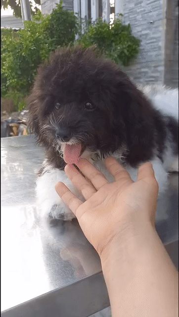 Chó Poodle nhỏ cái đã tiêm ngừa. Mua bán Chó tại Thành phố Thuận An Bình Dương được đăng bởi Yến Tăng hình 1
