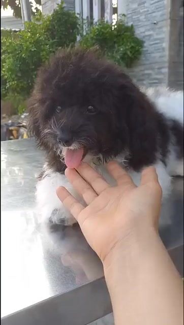 Chó Poodle nhỏ cái đã tiêm ngừa. Mua bán Chó tại Thành phố Thuận An Bình Dương được đăng bởi Yến Tăng hình 1