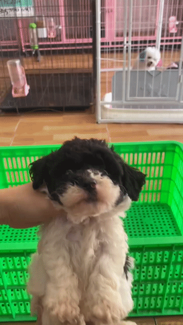 Chó Poodle con. Mua bán Chó tại Thành phố Vĩnh Long Vĩnh Long được đăng bởi Minh Luan Huynh hình 1