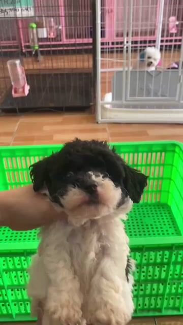 Chó Poodle con. Mua bán Chó tại Thành phố Vĩnh Long Vĩnh Long được đăng bởi Minh Luan Huynh hình 1