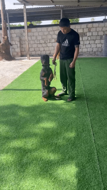 Chó Rottweiler 1 tuổi đã tiêm. Mua bán Chó tại Huyện Duy Xuyên Quảng Nam được đăng bởi Nam trung hình 1