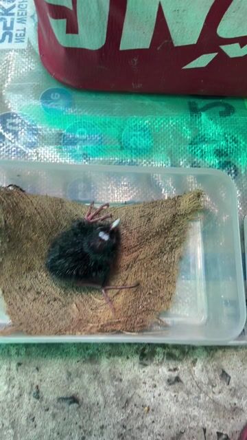 Chim Trích Cồ. Mua bán Chim tại Huyện Tân Phước Tiền Giang được đăng bởi NGÔ ĐÌNH DUY hình 1
