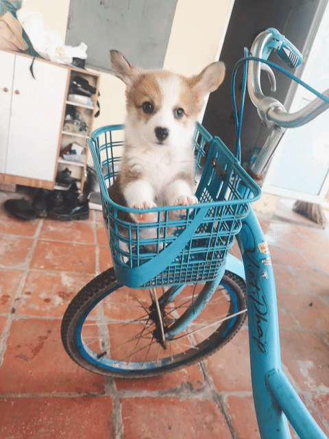 Chó Corgi 2 tháng Trắng nâu đã tiêm phòng. Mua bán Chó tại Quận Hà Đông Hà Nội được đăng bởi Hằng Nga hình 1
