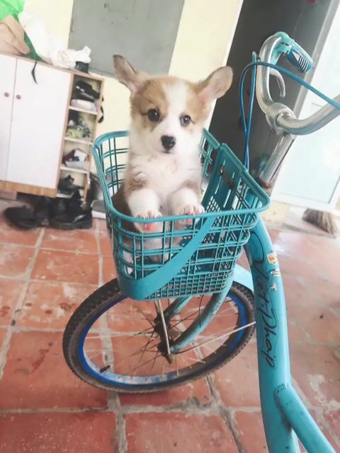 Chó Corgi 2 tháng Trắng nâu đã tiêm phòng. Mua bán Chó tại Quận Hà Đông Hà Nội được đăng bởi Hằng Nga hình 1