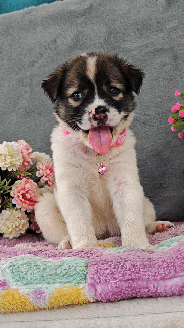 Gái Nhật lai đốm trắng ú nu chào sen❤️😁. Mua bán Chó tại Huyện Hóc Môn Tp Hồ Chí Minh được đăng bởi Smile Pet hình 1