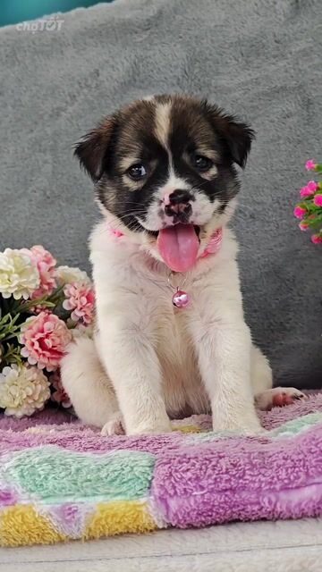 Gái Nhật lai đốm trắng ú nu chào sen❤️😁. Mua bán Chó tại Huyện Hóc Môn Tp Hồ Chí Minh được đăng bởi Smile Pet hình 1