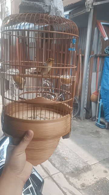 khuyên 2 mùa líu cầm tay. Mua bán Chim tại Quận 5 Tp Hồ Chí Minh được đăng bởi chim cảnh  hình 1