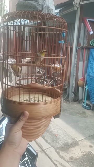 khuyên 2 mùa líu cầm tay. Mua bán Chim tại Quận 5 Tp Hồ Chí Minh được đăng bởi chim cảnh  hình 1
