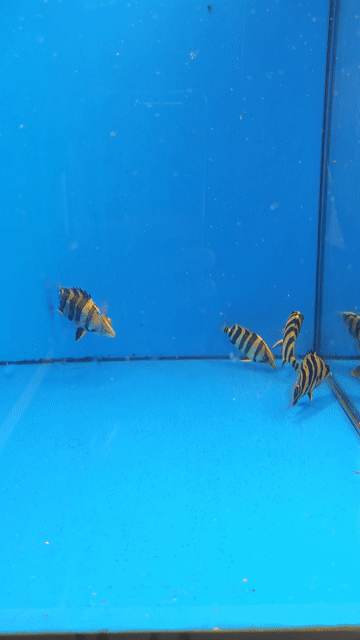 Cá hổ Sumatra 10cm. Mua bán Thú cưng khác tại Huyện Nhà Bè Tp Hồ Chí Minh được đăng bởi Phuc hình 1