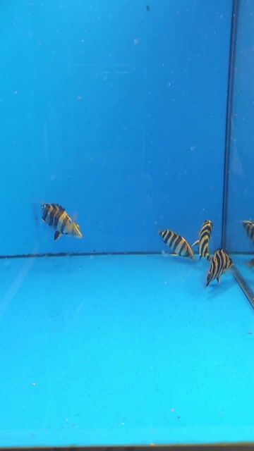 Cá hổ Sumatra 10cm. Mua bán Thú cưng khác tại Huyện Nhà Bè Tp Hồ Chí Minh được đăng bởi Phuc hình 1