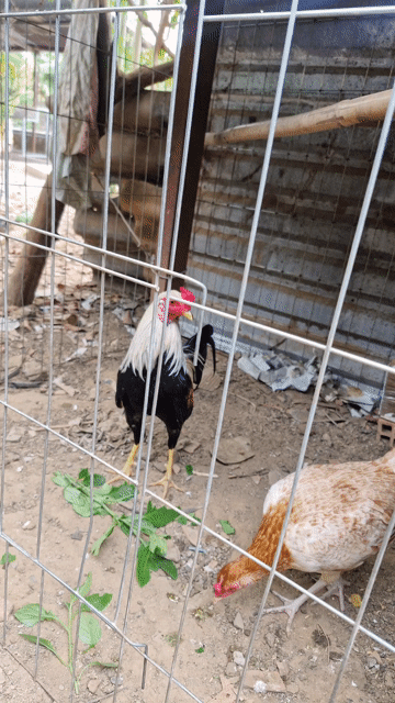 Gà chọi Cuban Mỹ Đa sắc. Mua bán Gà tại Thị xã Tân Uyên Bình Dương được đăng bởi chí phèo hình 1