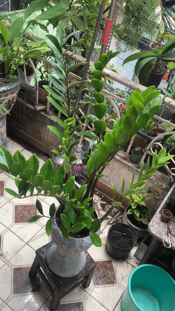 Cây cảnh Kim tiền Bình hoa Thanh lọc không khí. Mua bán Cây cảnh, đồ trang trí tại Quận Tân Phú Tp Hồ Chí Minh được đăng bởi nhân hình 1