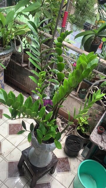 Cây cảnh Kim tiền Bình hoa Thanh lọc không khí. Mua bán Cây cảnh, đồ trang trí tại Quận Tân Phú Tp Hồ Chí Minh được đăng bởi nhân hình 1