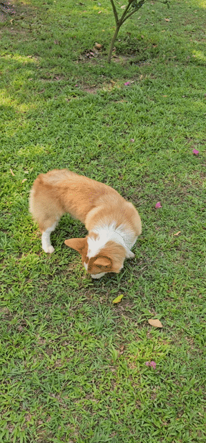 Chó Corgi 3 tuổi Vàng trắng. Mua bán Chó tại Thành phố Biên Hòa Đồng Nai được đăng bởi Ngô minh dương hình 1