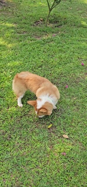 Chó Corgi 3 tuổi Vàng trắng. Mua bán Chó tại Thành phố Biên Hòa Đồng Nai được đăng bởi Ngô minh dương hình 1