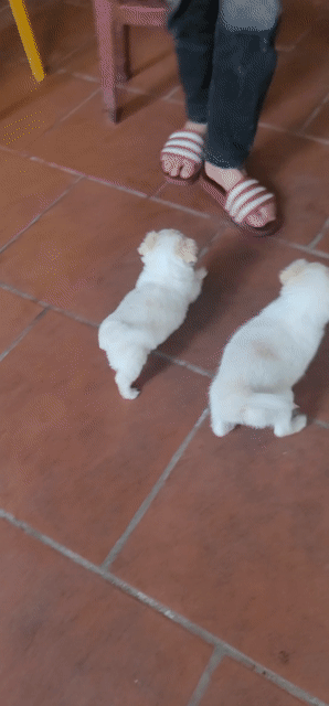 Chó cảnh cái 2 tháng 1 mũi 7 bệnh. Mua bán Chó tại Huyện Thường Tín Hà Nội được đăng bởi ok hình 1