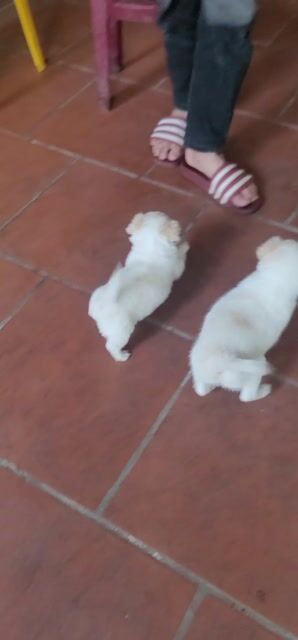 Chó cảnh cái 2 tháng 1 mũi 7 bệnh. Mua bán Chó tại Huyện Thường Tín Hà Nội được đăng bởi ok hình 1