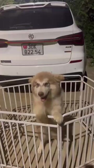 Chó Alaska đực đủ 3 mũi phả khủng. Mua bán Chó tại Huyện Hoài Đức Hà Nội được đăng bởi vương ngọc tâm hình 1