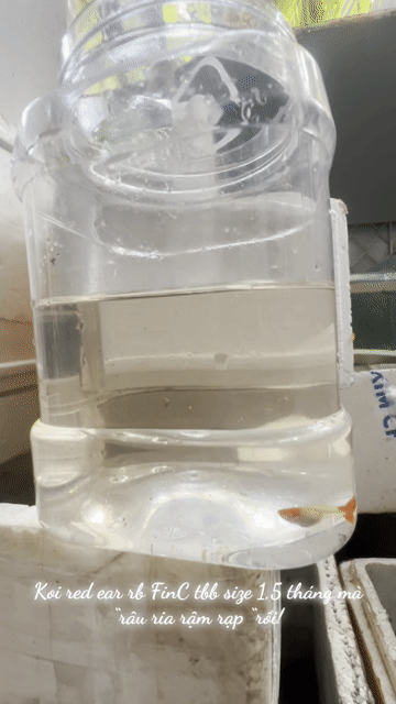Cá cảnh Guppy Koi Gen Ear Đỏ. Mua bán Thú cưng khác tại Quận Thanh Khê Đà Nẵng được đăng bởi Dohuubao hình 1