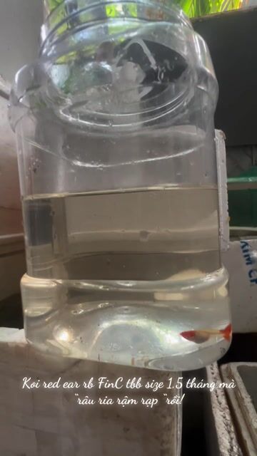 Cá cảnh Guppy Koi Gen Ear Đỏ. Mua bán Thú cưng khác tại Quận Thanh Khê Đà Nẵng được đăng bởi Dohuubao hình 1