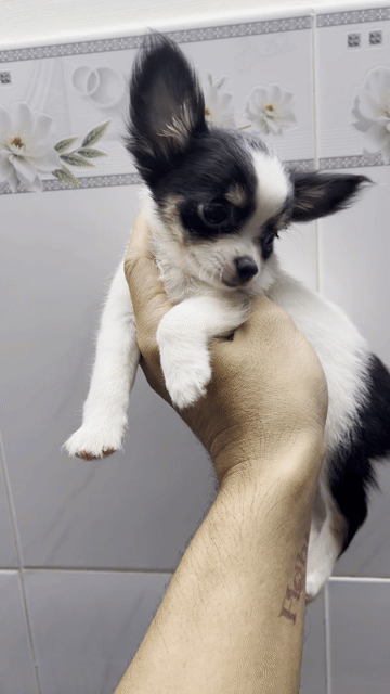 Chó Chihuahua đực lông dài đen trắng 2 mũi vắc xin. Mua bán Chó tại Quận Tân Bình Tp Hồ Chí Minh được đăng bởi Trần Đức Toàn hình 1